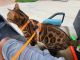 Bengal Cats for sale in 583 W Middle Verde Rd, Camp Verde, AZ 86322, USA. price: $2,000