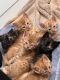 Bengal Cats for sale in Akron, OH, USA. price: NA