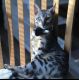 Bengal Cats for sale in Savannah, GA, USA. price: $1,500