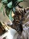 Bengal Cats for sale in Las Vegas, NV, USA. price: $1,700