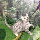 Bengal Cats for sale in East Los Angeles, CA, USA. price: $700