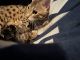 Bengal Cats for sale in Oakland, CA, USA. price: NA