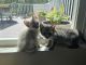 Bengal Cats for sale in St. Louis, MO, USA. price: $900