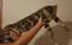 Bengal Cats for sale in St. Augustine, FL, USA. price: $2,300