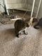 Bengal Cats for sale in Clinton Twp, MI 48038, USA. price: NA