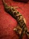 Bengal Cats for sale in Kingwood, Houston, TX, USA. price: $3,200
