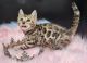 Bengal Cats for sale in St. Augustine, FL, USA. price: NA