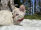 Bengal Cats for sale in Lakeville, MN, USA. price: $1,000