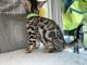 Bengal Cats for sale in Au Sable Forks, NY 12912, USA. price: $800