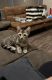 Bengal Cats for sale in Bossier City, LA, USA. price: NA