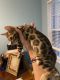 Bengal Cats for sale in Jupiter, FL, USA. price: $1,700