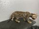 Bengal Cats for sale in Oklahoma City, OK, USA. price: $1,550