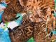 Bengal Cats for sale in Florida City, FL, USA. price: $400