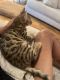 Bengal Cats for sale in Omaha, NE, USA. price: $1,000