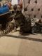 Bengal Cats for sale in Manhattan, New York, NY, USA. price: $2,000