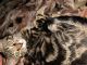 Bengal Cats for sale in Stillwater, OK, USA. price: NA
