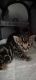 Bengal Cats for sale in Winchendon, MA, USA. price: $1,200