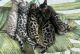Bengal Cats for sale in Owensville, MO 65066, USA. price: $2,000