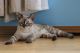Bengal Cats for sale in Atwater, MN 56209, USA. price: $1,500