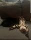 Bengal Cats for sale in Yelm, WA, USA. price: $1,500