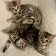 Bengal Cats for sale in St. Louis, MO, USA. price: NA