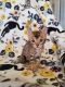 Bengal Cats for sale in Kingman, AZ, USA. price: NA