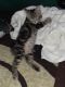 Bengal Cats for sale in Anaheim, CA 92801, USA. price: $30