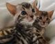 Bengal Cats for sale in Floral City, FL 34436, USA. price: $400