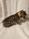 Bengal Cats for sale in Hinton, WV 25951, USA. price: $700