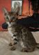Bengal Cats for sale in Red Bluff, CA 96080, USA. price: $800