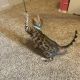 Bengal Cats for sale in Tampa, FL, USA. price: NA