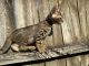 Bengal Cats for sale in Oklahoma City, OK, USA. price: $1,300
