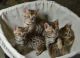 Bengal Cats for sale in New York, NY, USA. price: $400