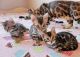 Bengal Cats for sale in Los Angeles, CA, USA. price: $300