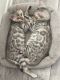 Bengal Cats for sale in Chula Vista, CA, USA. price: $1,500