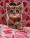 Bengal Cats for sale in Greenfield, MA 01301, USA. price: NA