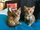 Bengal Cats for sale in Los Angeles, CA, USA. price: $400