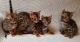 Bengal Cats for sale in Trenton, NJ, USA. price: NA