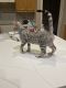 Bengal Cats for sale in Newman, CA 95360, USA. price: NA