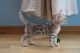 Bengal Cats for sale in Atwater, MN 56209, USA. price: NA