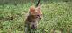 Bengal Cats for sale in Greeley, CO, USA. price: $900