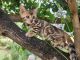 Bengal Cats for sale in Greeley, CO, USA. price: $700