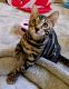 Bengal Cats for sale in Highland, CA, USA. price: $500