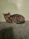 Bengal Cats for sale in Hinton, WV 25951, USA. price: $500