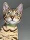 Bengal Cats for sale in Lake Stevens, WA 98258, USA. price: $1,800