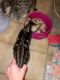 Bengal Cats for sale in Miami, FL, USA. price: $300