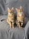 Bengal Cats for sale in Houston, TX, USA. price: $2,000