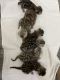 Bengal Cats for sale in Leominster, MA 01453, USA. price: $1,400