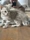 Bengal Cats for sale in Portland, OR 97267, USA. price: $1,000