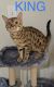Bengal Cats for sale in Falls Church, VA, USA. price: $1,250